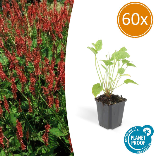 60x Persicaria amplexicaulis - ↕10-25cm - Ø9cm bei Pflanzfix24.de - Pflanzfix24.de