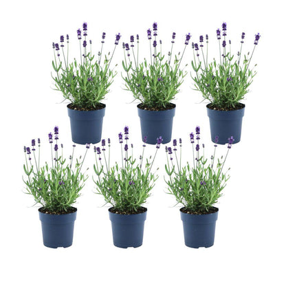 Lavandula angustifolia Felice® - Set van 6 Lavendel planten - 12 cm pot - pflanzfix24