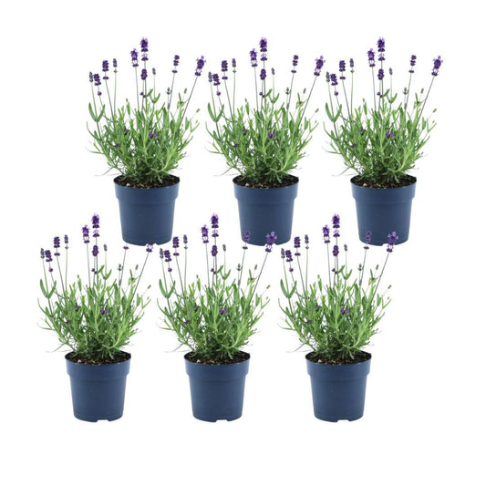 Lavandula angustifolia Felice® - Set van 6 Lavendel planten - 12 cm pot - pflanzfix24