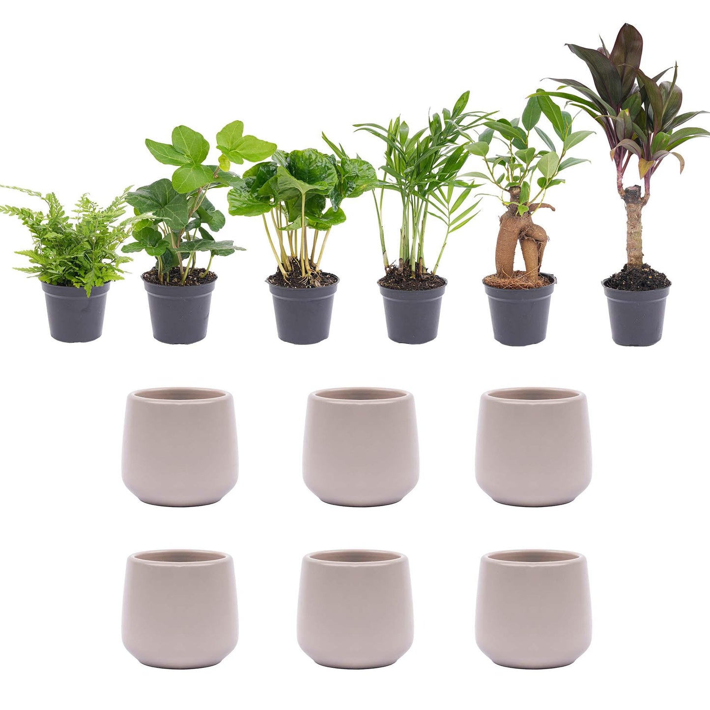 Mini planten set 6 - Inclusief 6x pot Joey grijs mat - Pflanzfix24