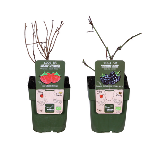 Bramen en Framboos mix - Rubus idaeus Lochness Bio + Rubus ideaus Malling Promise Bio - Pflanzfix24