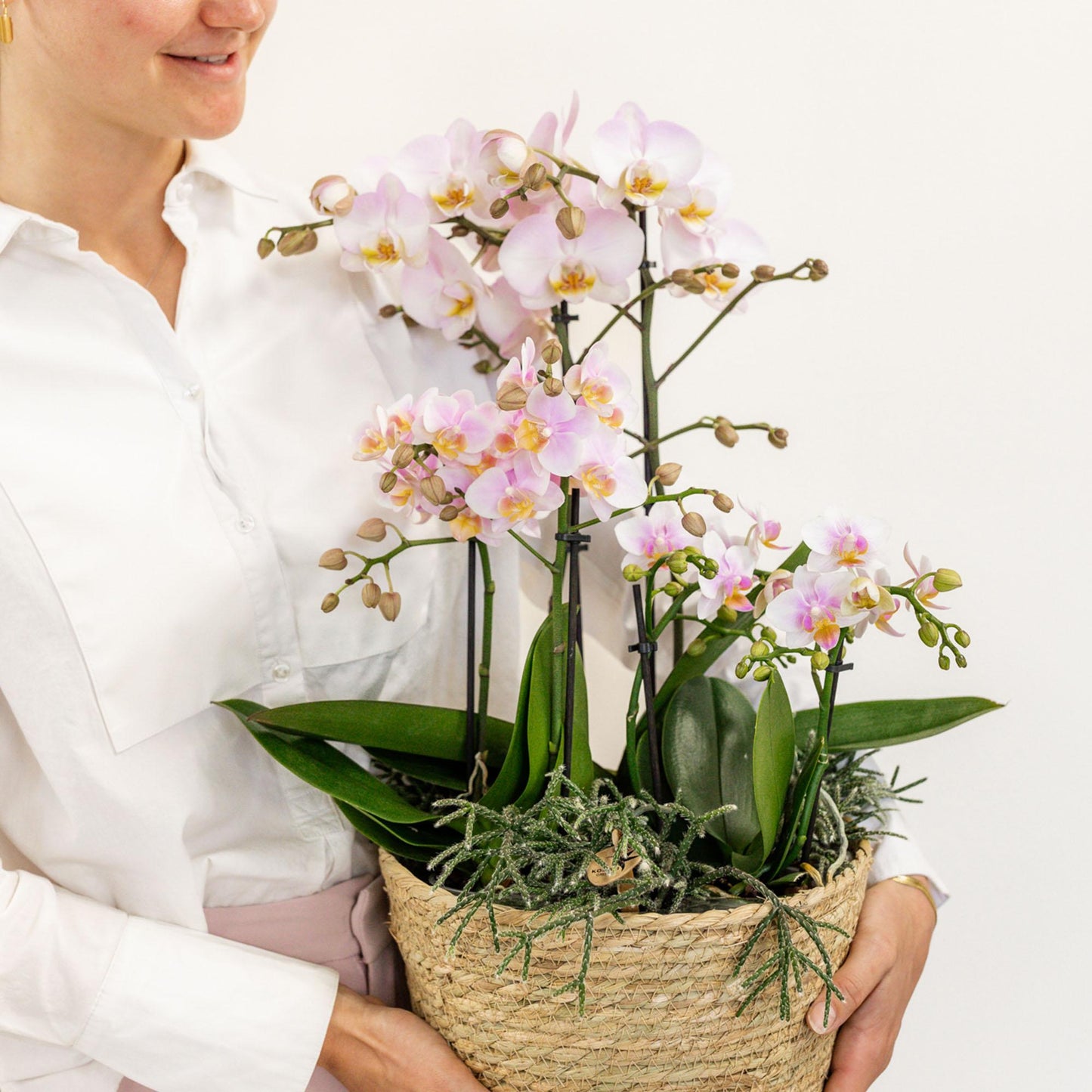 Kolibri Orchids | rosa Pflanzenset im Baumwollkorb - Pflanzfix24