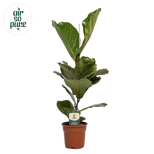 Ficus Lyrata - Ø17cm - ↕60cm bei Pflanzfix24.de - Pflanzfix24.de