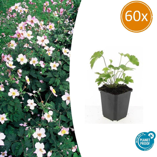 Anemone tom. 'Robustissima' - 60x - Pflanzfix24.de - Pflanzfix24.de