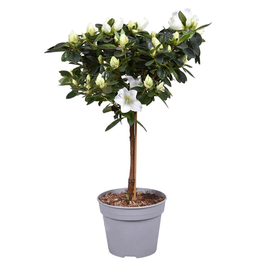 Azalea Vogel Op Stam Wit 13cm - Pflanzfix24