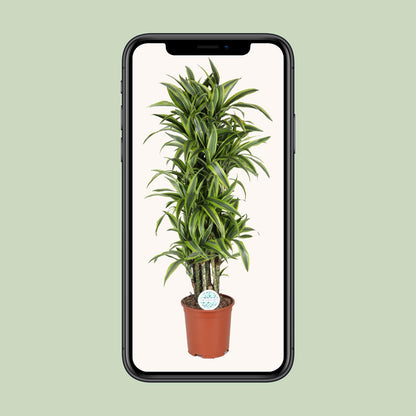 Dracaena Deremensis Lemon Lime - Ø27cm - ↕120cm - Pflanzfix24