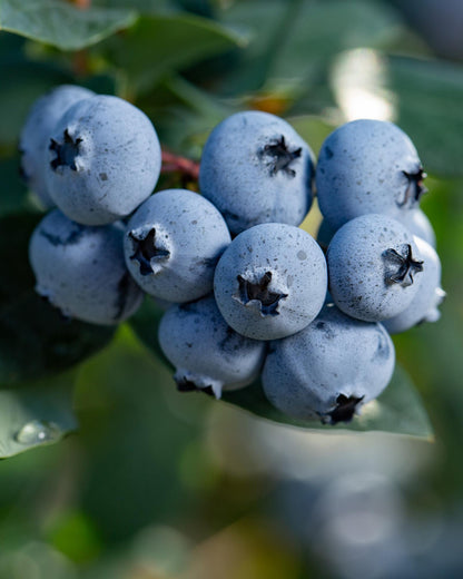 6x - Vaccinium corymbosum - ↨45cm - Ø13 - Pflanzfix24