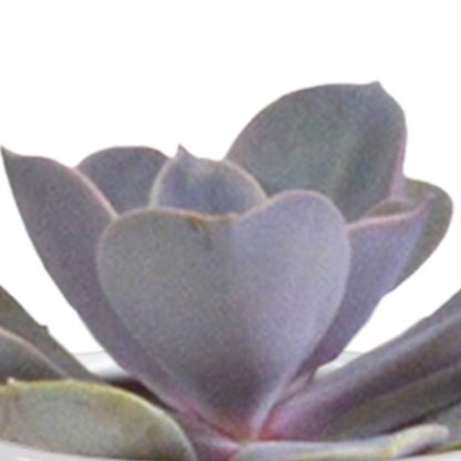 Cactus en vetplanten Mischung 5,5 cm | 15 stück - in witte pot - Pflanzfix24.de - Pflanzfix24.de
