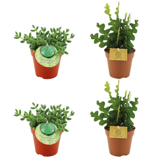 Delosperma Echinatum & Epiphyllum Anguliger Set - 4er Pack - Ø12cm - Pflanzfix24