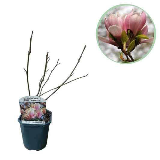 Pflanzfix24.de - Magnolia Soulangiana - Blüten Hellrosa - 1 Pflanze - Laubabwerfend - Topf 17cm - Pflanzfix24.de