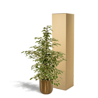 Ficus benjamina Twilight - Ø21cm - ↕95cm + Topf Mayk Gold - Pflanzfix24