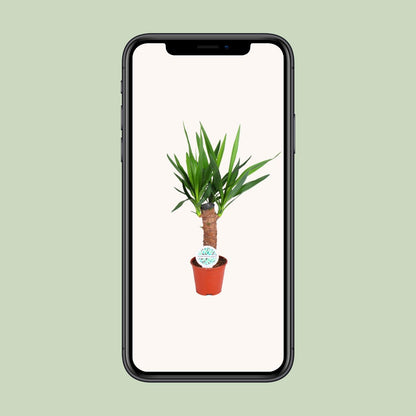 Yucca Elephantipes - Ø14cm - ↕60cm von Pflanzfix24
