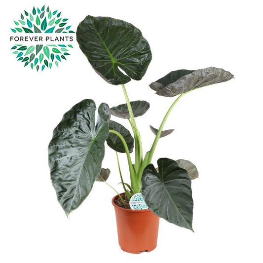 Alocasia Regal Shield - Pflanzfix24