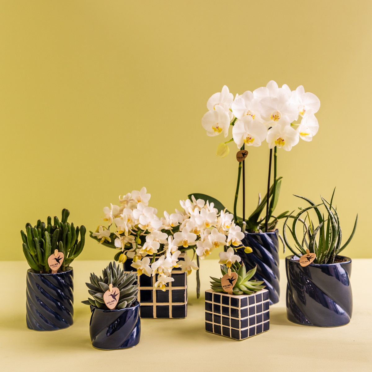 Amabilis-Orchidee & Sukkulente im blauen Candy Dekotopf | pflanzfix24.de - Pflanzfix24.de