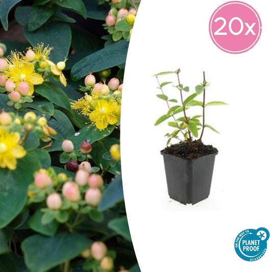 20x Hypericum inodorum 'Annebel' - ↕10-25cm - Ø9cm bei Pflanzfix24.de - Pflanzfix24.de