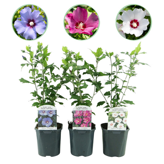 GreenboutiQ - Sträucher - Hibiscus syriacus Tricolour - Blüte Rosa, Weiß und Blau - 3 Pflanzen - Laubabwerfend - Wenig Pflegeaufwand - Topf 17cm Höhe 45cm - Pflanzfix24.de