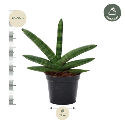Sansevieria Skyline Ø10,5cm 25cm | Pflanzfix24.de - Pflanzfix24.de