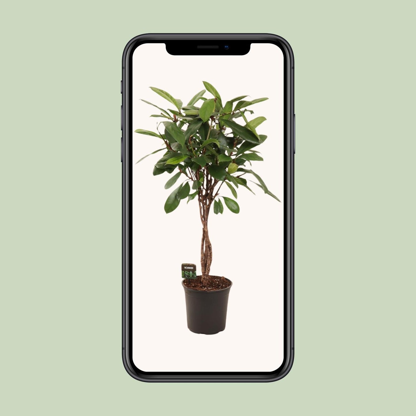Ficus Cyathistipula - Ø24cm - ↕110cm bei Pflanzfix24