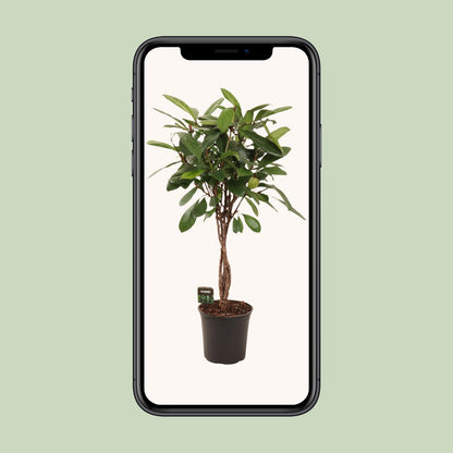 Ficus Cyathistipula - Ø24cm - ↕110cm bei Pflanzfix24