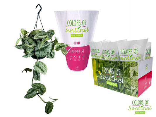 Scindapsus Pictus 'Trebie' LESS PLASTIC - Ø15cm - ↕cm - Pflanzfix24