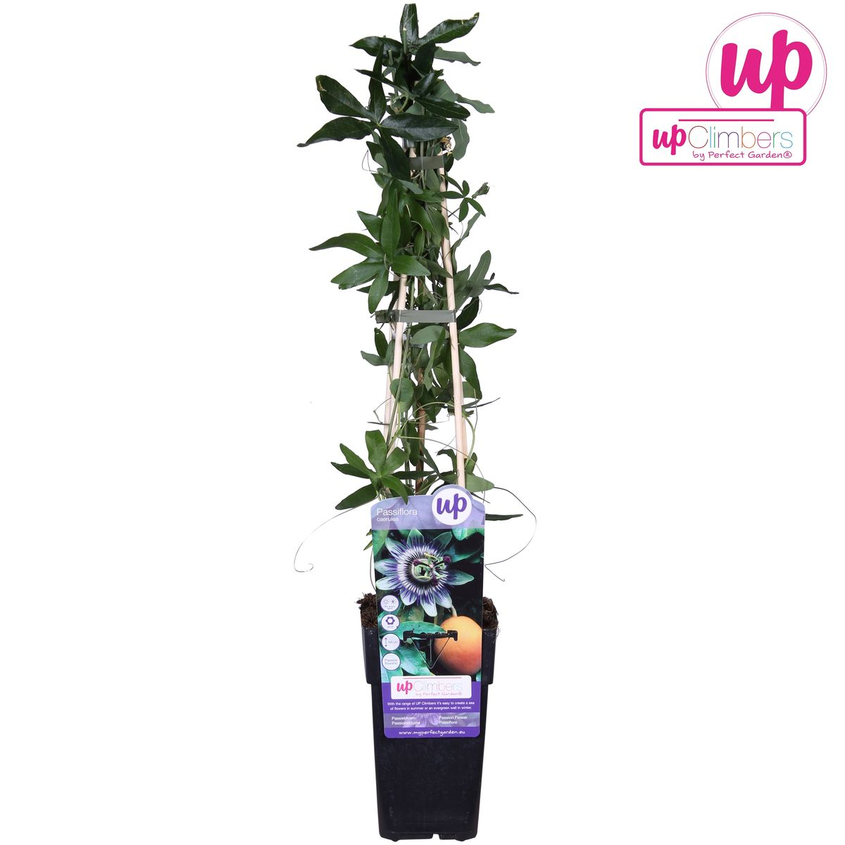 Passiflora caerulea Blau Ø15cm – Winterharte Kletterpflanze | Pflanzfix24.de - Pflanzfix24.de