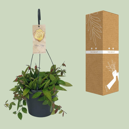 Hoya Gracilix - Ø19cm - ↕20cm - Pflanzfix24
