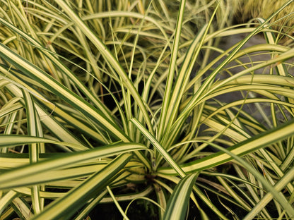 24x Carex oshim. 'Evergold' - Pflanzfix24