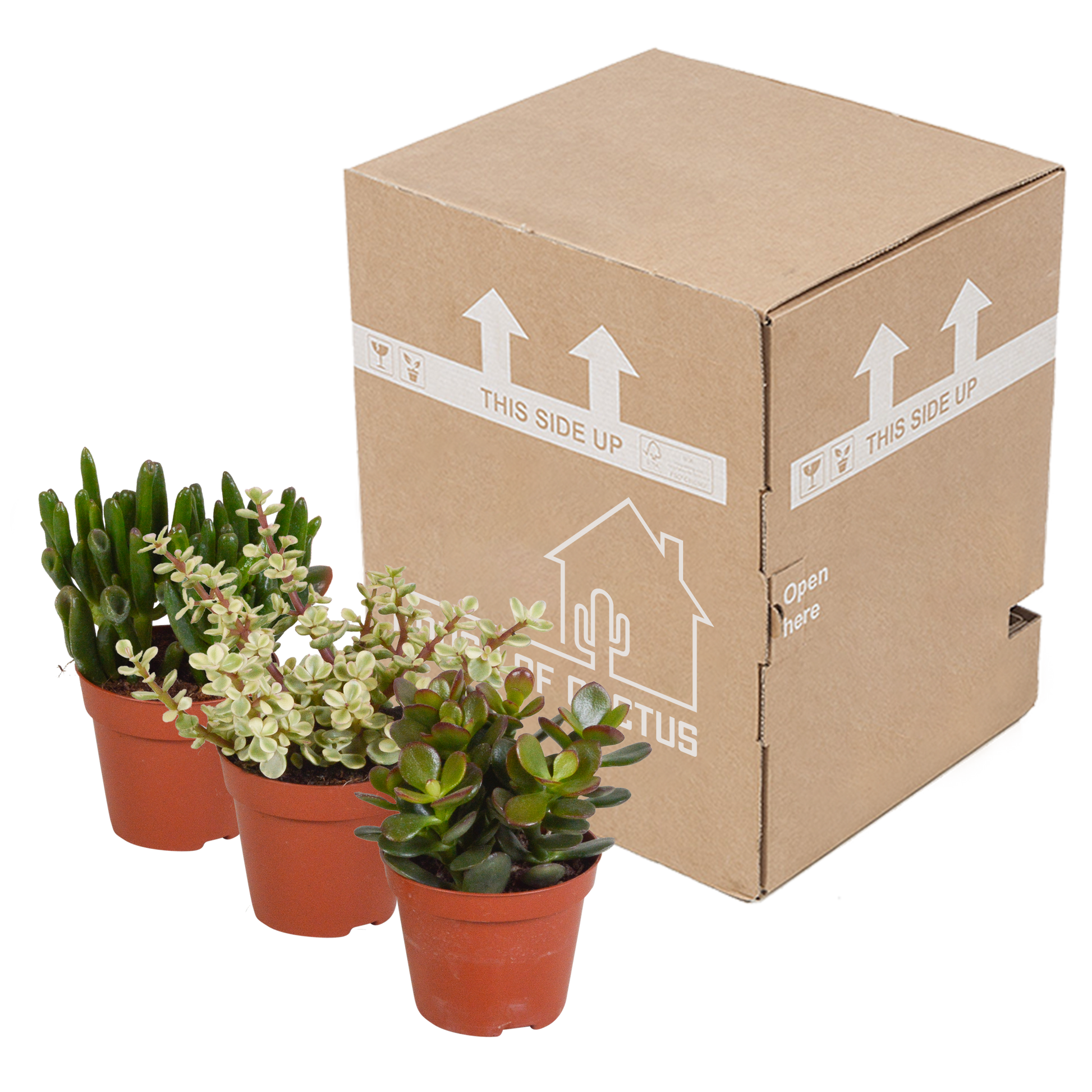 Crassula-Mix 8,5 cm - 3x - Pflanzfix24.de - Pflanzfix24.de