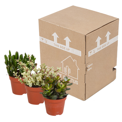 Crassula-Mix 8,5 cm - 3x - Pflanzfix24.de - Pflanzfix24.de