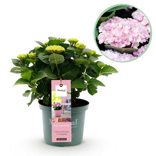 Hortensie Hydrangea Magical Revolution Pink - Pink - 6-10 Blumen - Topf 23cm Höhe 55cm - Pflanzfix24.de - Pflanzfix24.de