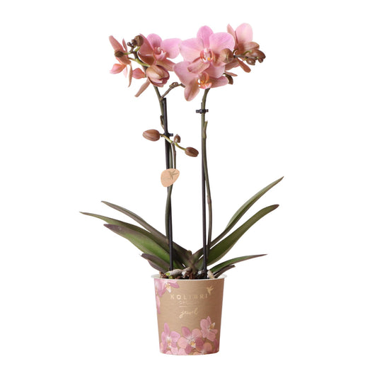 Jewel Treviso Orchidee - altrosa Phalaenopsis - Ø9cm Topf - blühende Zimmerpflanze - Pflanzfix24