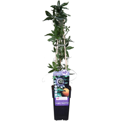 Passiflora caerulea Blau Ø15cm – Winterharte Kletterpflanze | Pflanzfix24.de - Pflanzfix24.de