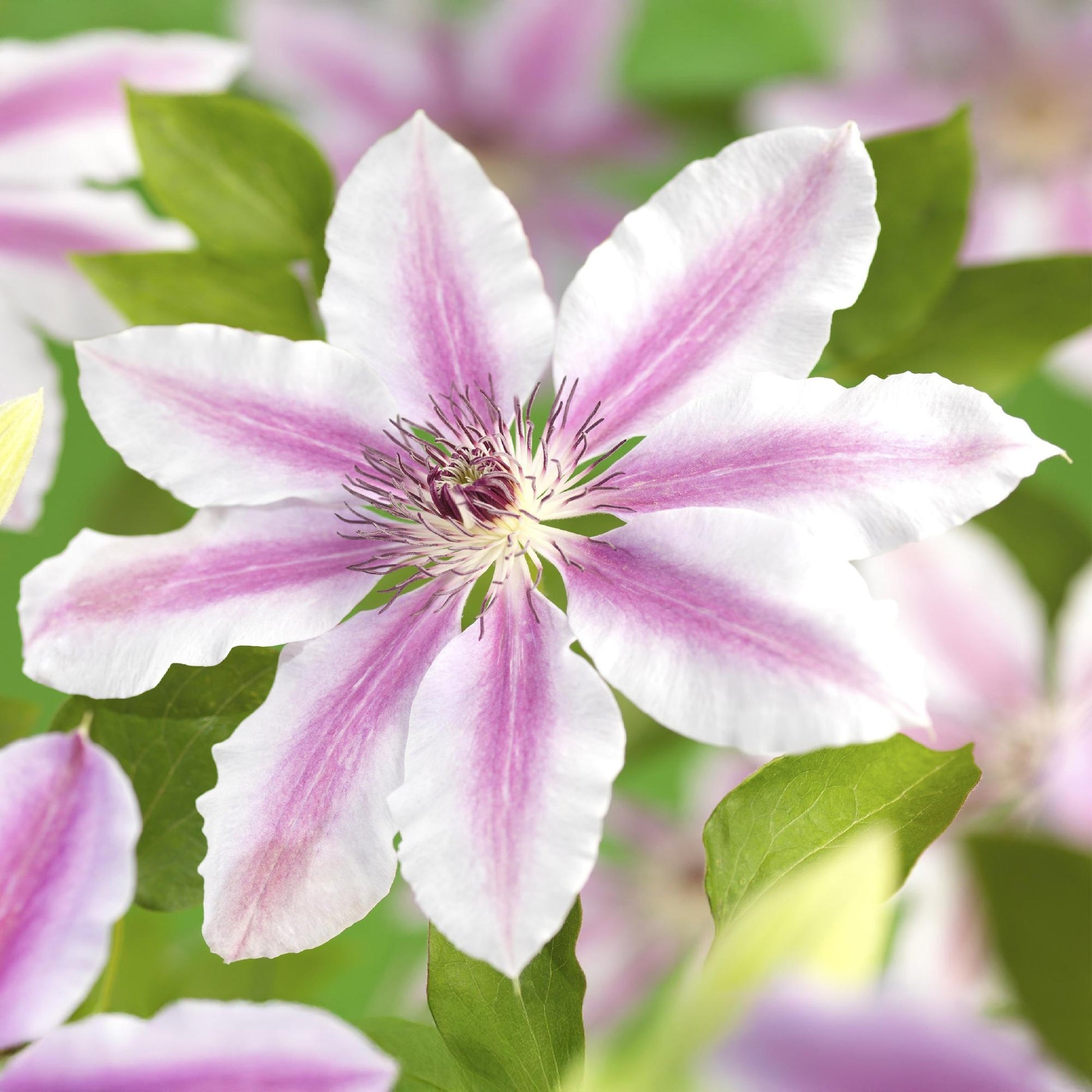 Pflanzfix24.de - Clematis Nelly Moser - 2er Set - Topf 11cm - Pflanzfix24.de