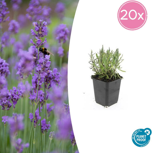 Lavandula ang. 'Munstead' - 20x bei Pflanzfix24.de - Pflanzfix24.de