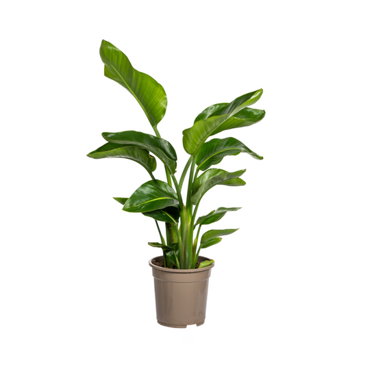 Strelitzia Nicolai Ø21cm - Pflanzfix24