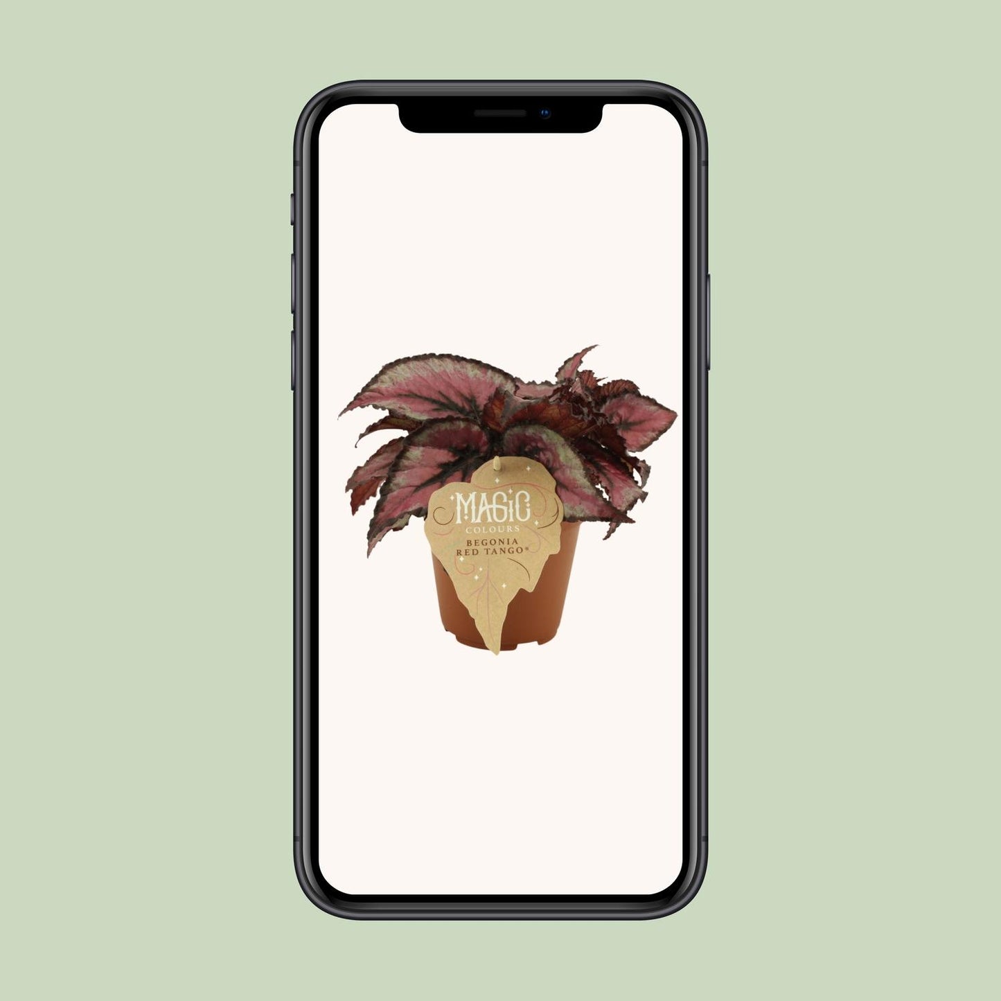 Begonia Rex Red Tango - Ø12 ↕25 bei Pflanzfix24