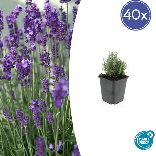 40x Lavandula ang. 'Dwarf Blue' - Ø9cm - Pflanzfix24.de - Pflanzfix24.de
