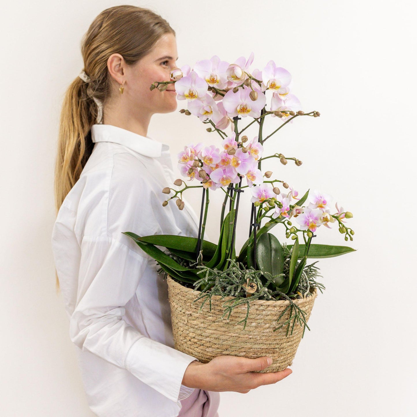 Kolibri Orchids | rosa Pflanzenset im Baumwollkorb - Pflanzfix24