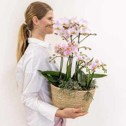 Kolibri Orchids | rosa Pflanzenset im Baumwollkorb - Pflanzfix24