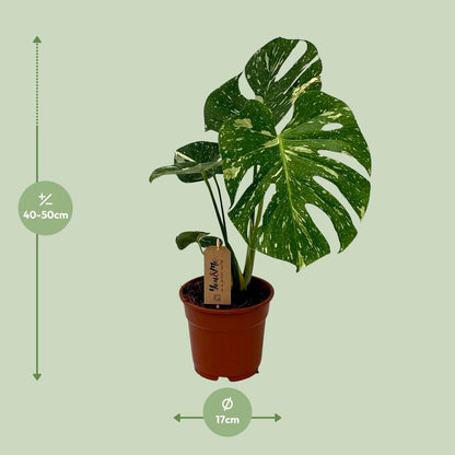 Monstera Deliciosa - Ø17cm - ↕50cm - Pflanzfix24