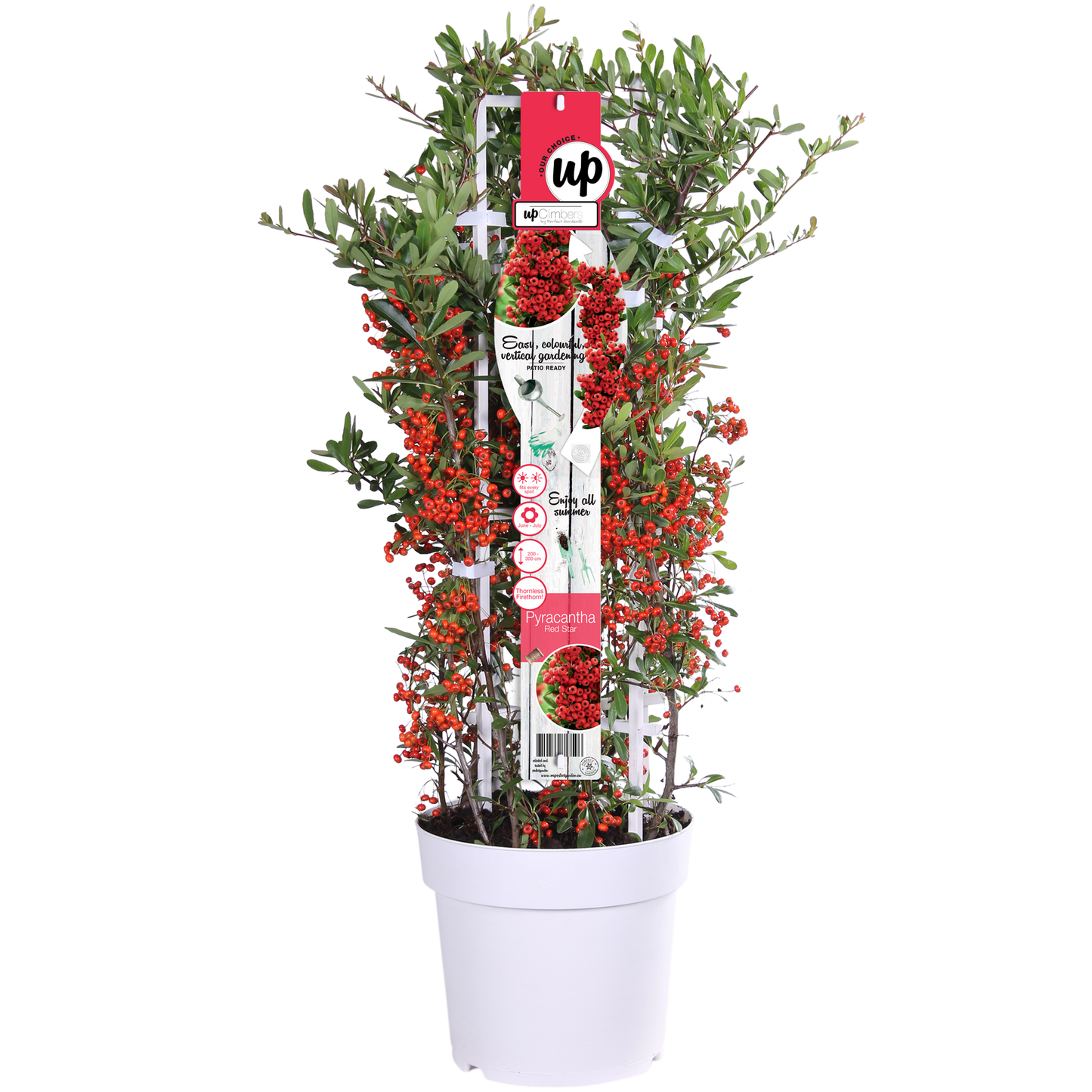 Pyracantha coccinea Red Star - Ø23cm - ↕75cm - Pflanzfix24