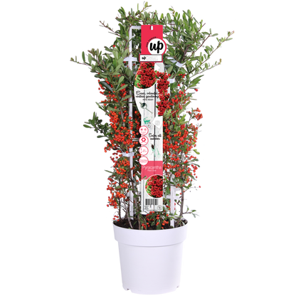 Pyracantha coccinea Red Star - Ø23cm - ↕75cm - Pflanzfix24