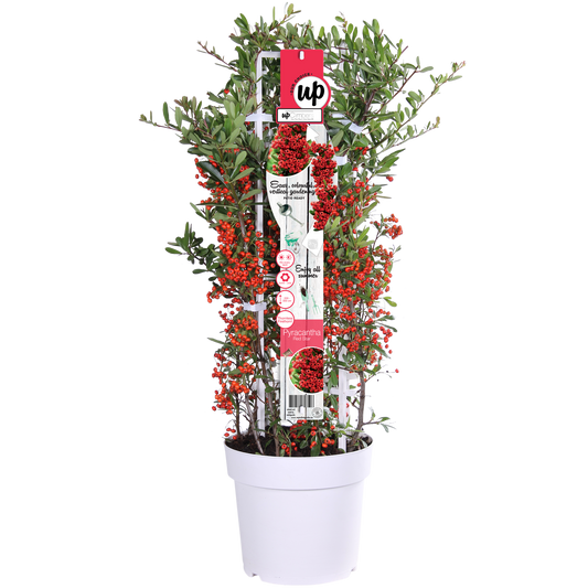 Pyracantha coccinea Red Star - Ø23cm - ↕75cm - Pflanzfix24