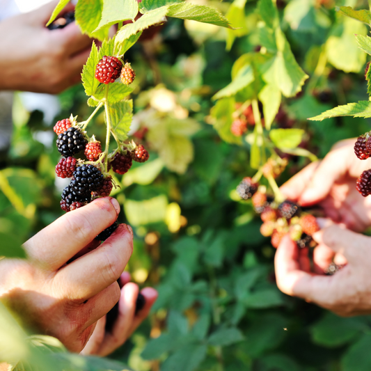3 x Brombeerenpflanzen BIO - Ø 13 cm - ↨ 20 cm - Pflanzfix24