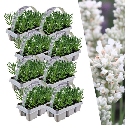 48 x Lavendel angustifolia weiß - 48 Pflanzen - Ø7 cm - Pflanzfix24