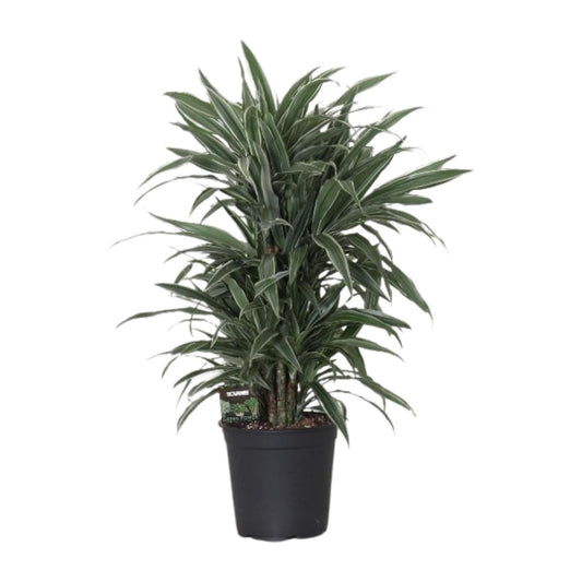 Dracaena Frag. Warneckei - Ø24cm - ↕100cm - Pflanzfix24
