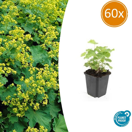 60x Alchemilla mollis - ↕10-25cm - Ø9cm - Pflanzfix24.de - Pflanzfix24.de