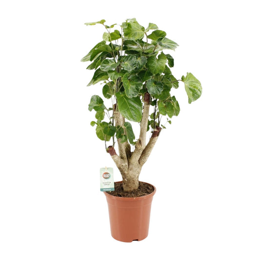 Polyscias Lemon - Ø17cm - ↕65cm - Pflanzfix24