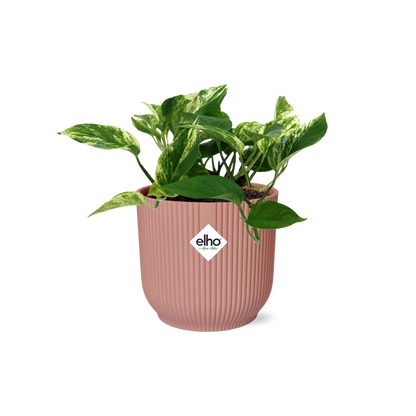 Scindapsus Marble Queen 14cm ELHO Vibes Fold - Pflanzfix24