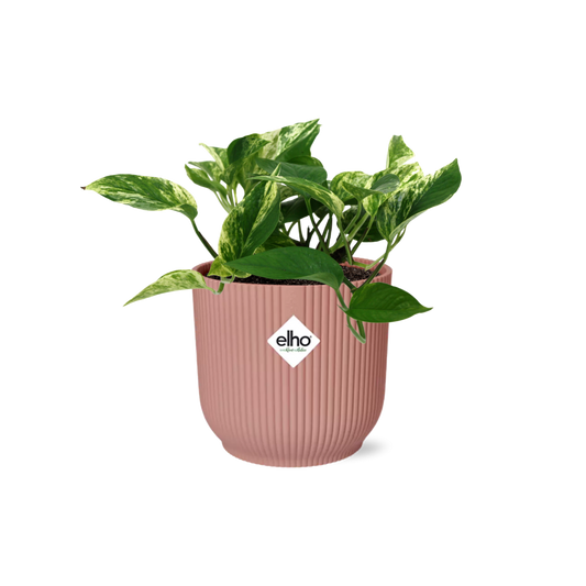 Scindapsus Marble Queen 14cm ELHO Vibes Fold - Pflanzfix24